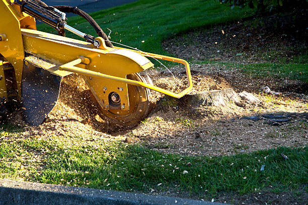 How Our Tree Care Process Works  in  Lofall, WA